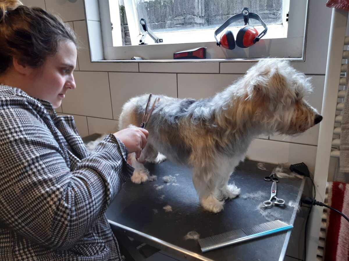 Charlotte aan het trimmen bij een witte ruwharige hond, schaar in de hand