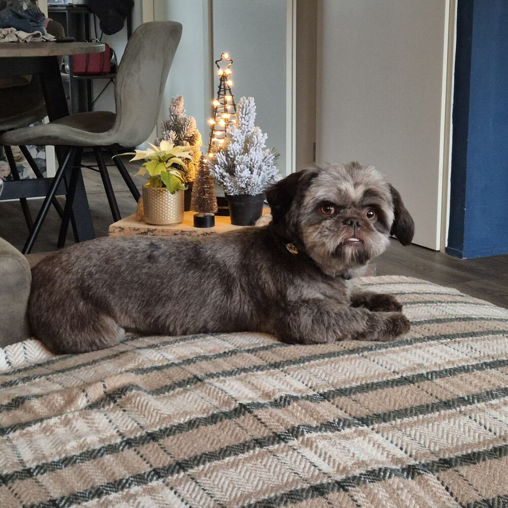 Shih-tzu vers getrimd door hondentrimmer aan huis