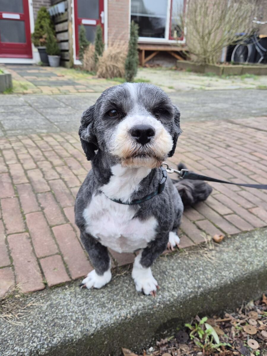 Klein hondje na trimbeurt aan huis, blij op het terras