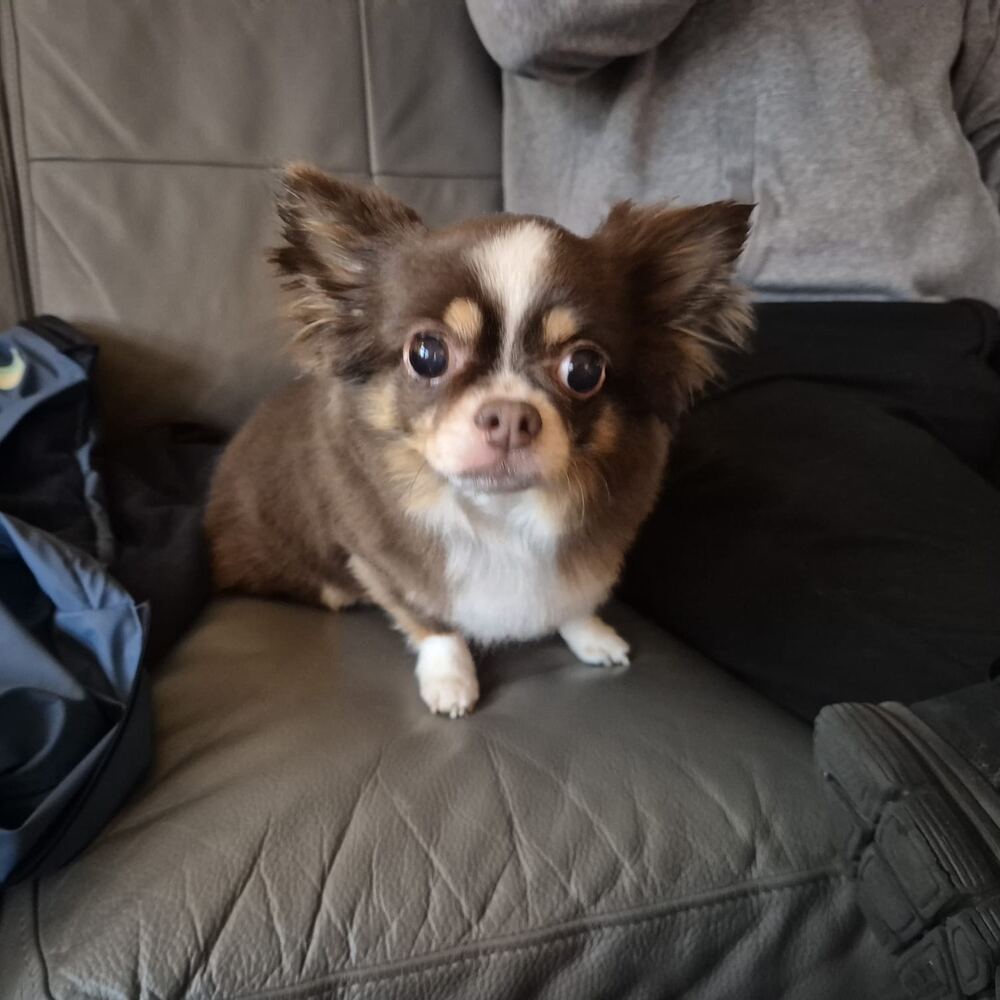 Chihuahua met verzorgde vacht na trimbeurt aan huis