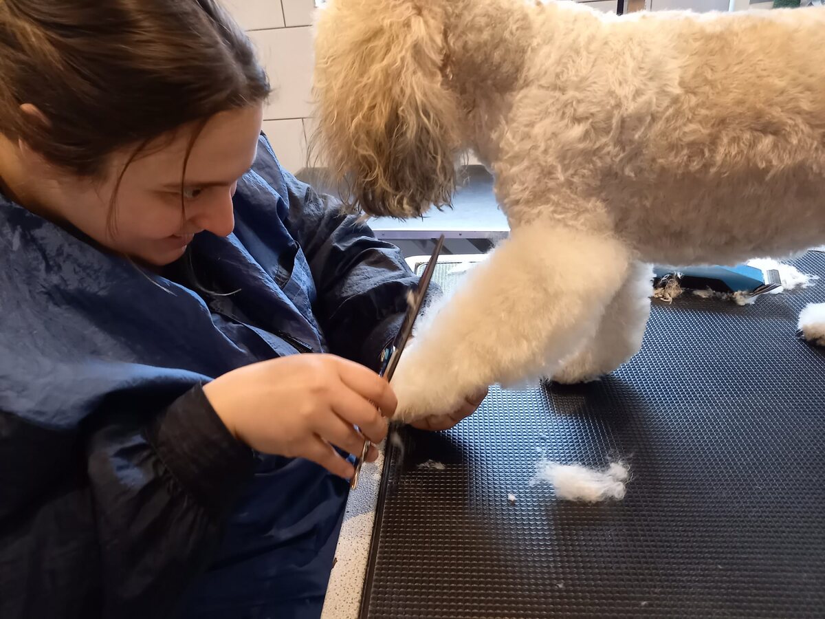 Charlotte knipt zorgvuldig de pootjes van een crème krullenbol, met vachtplukjes op de trimtafel